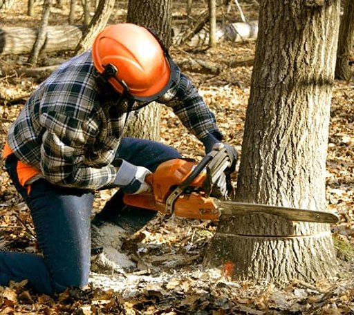 Tree Removal in Barnet, VT